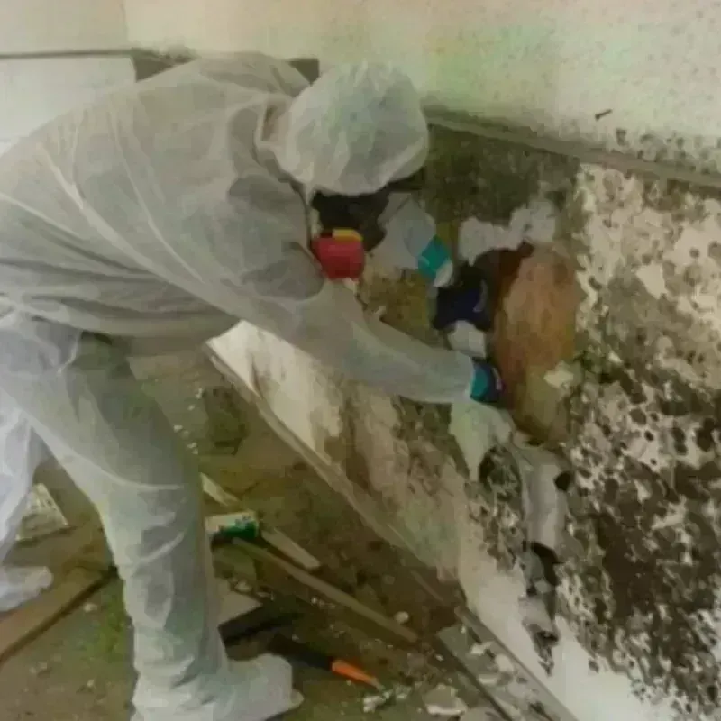 Mold Remediation and Removal in Alton, IL